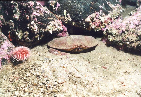 Krabba